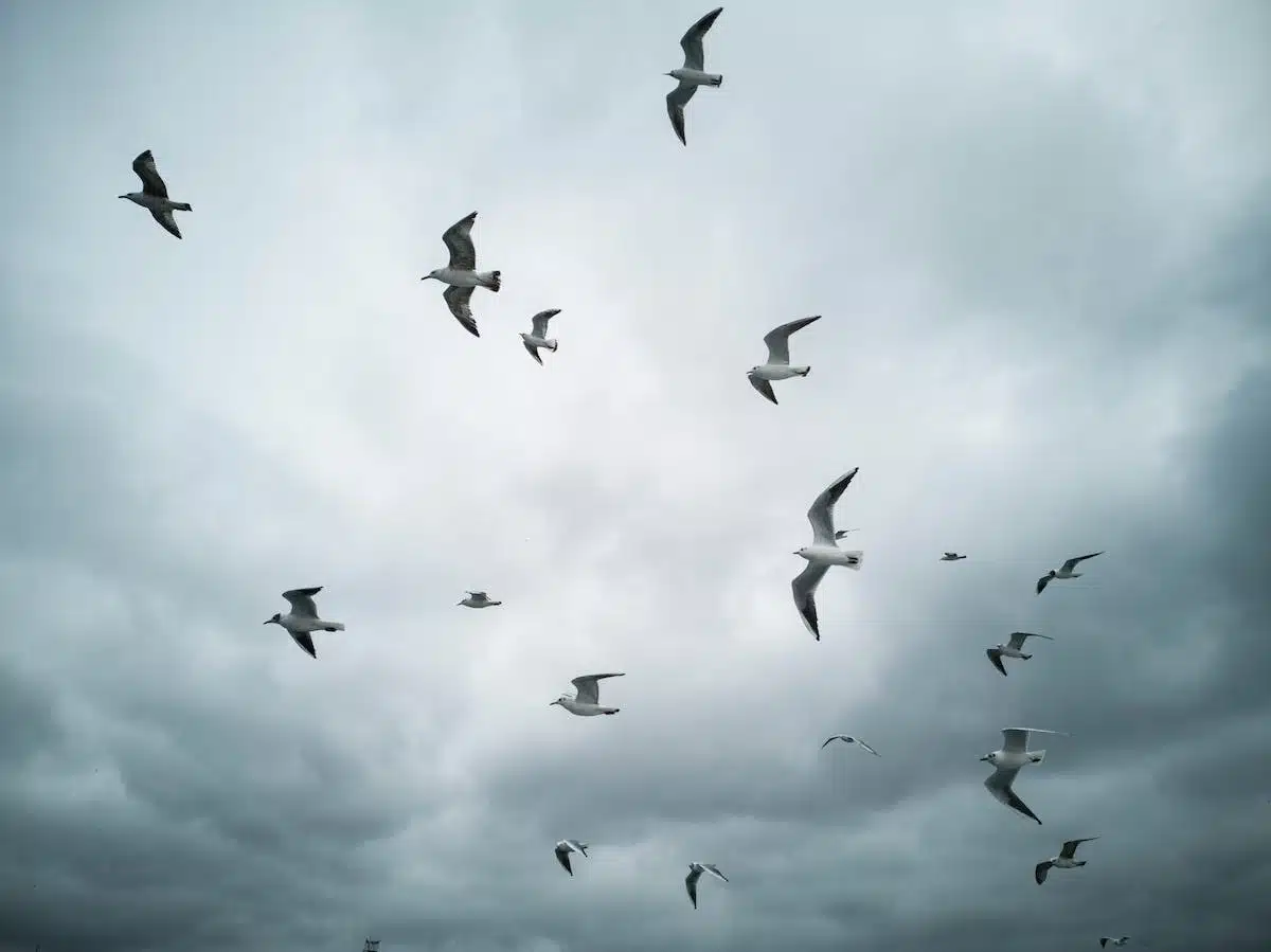oiseaux  cultures