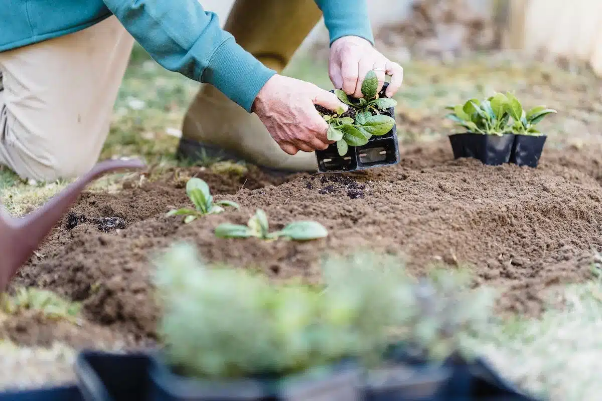 potager  restreint