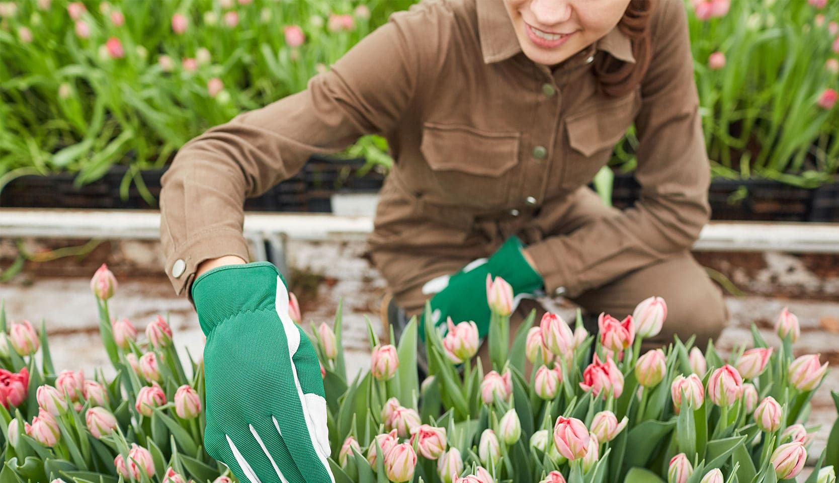bulbes de tulipe 
