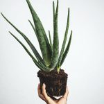 green plant on brown pot