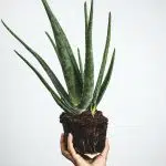 green plant on brown pot