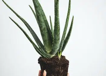 green plant on brown pot