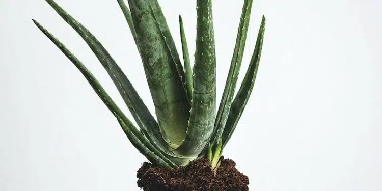 green plant on brown pot