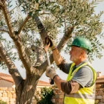 Élagueur professionnel taillant un olivier dans un jardin provençal à Marignane avec équipements de sécurité