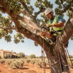 Élagueur professionnel en hauteur dans un arbre avec harnais et tronçonneuse lors d'une intervention dans le Tarn