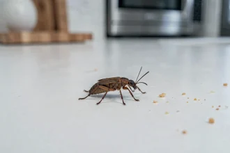 Petite bête marron de 3-4mm sur un plan de travail de cuisine blanche, vue en macro avec détails du corps segmenté et des antennes