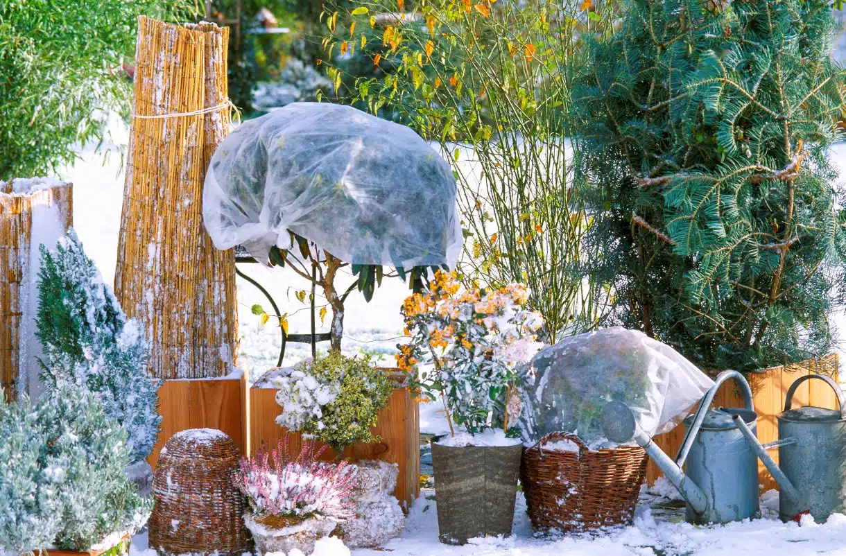 Protéger ses plantes du froid et les aider à passer l'hiver