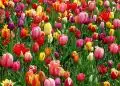 bulbes de tulipe