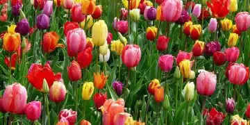 bulbes de tulipe