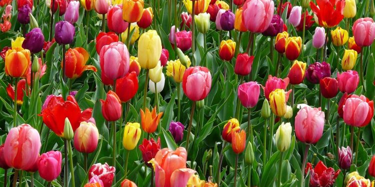 bulbes de tulipe